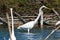 TheÂ great egretÂ - Ardea alba